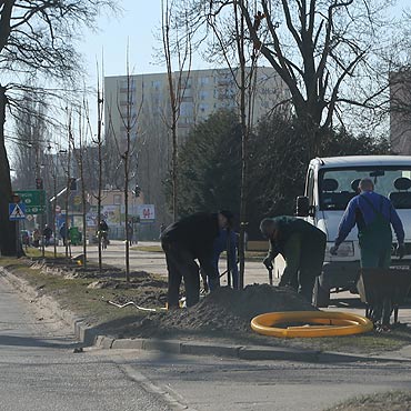 Wzdu Grunwaldzkiej posadz 71 drzew