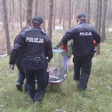 Spacerowa i… uratowa bielika