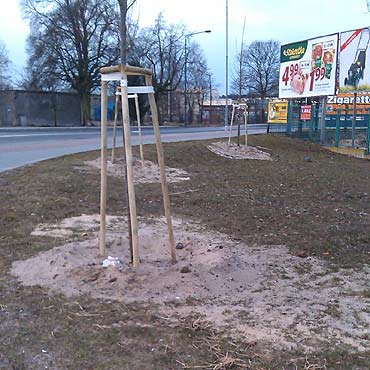 Mieszkacy: Jak oni posadzili te drzewka?!