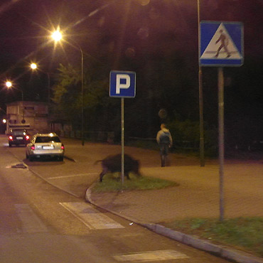 Dziki lubi spacerowa noc