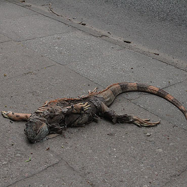 Martwy gad leżał na chodniku!!!