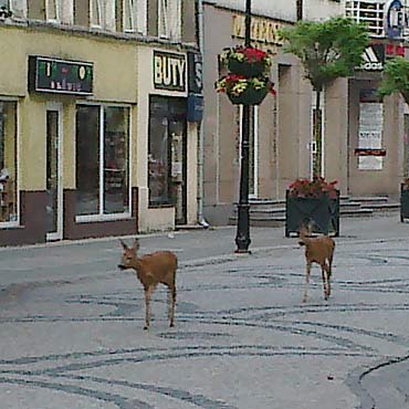 Dumnie spaceroway po deptaku w centrum miasta