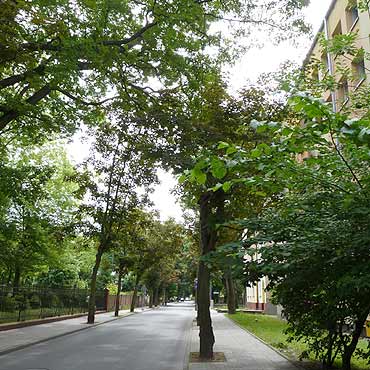 Linia energetyczna schowana w drzewach