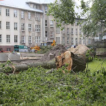 Czytelniczka: Zamordowano drzewo i ptaki