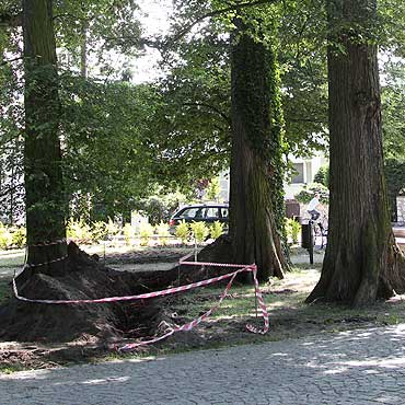 Kad kable w parku, zniszczyli korzenie
