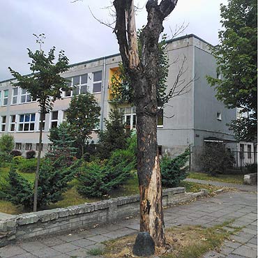 Uschnite drzewa zagraaj przechodniom