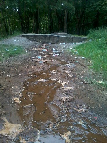 W parku popyna lecznicza solanka