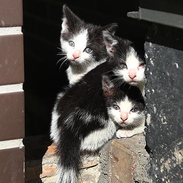 Bestialstwo ludzi nie zna granic. Kocięta szczute przez psy i ostrzeliwane z balkonów