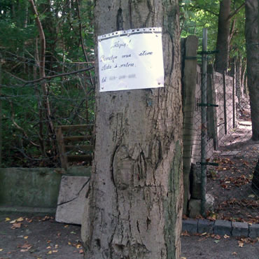 Zawiesza ogoszenia na pniach drzew. Teraz moe dosta mandat