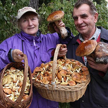 Grzyby s, wystarczy dobrze poszuka!   