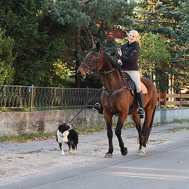 Ko, a sprawa polska…