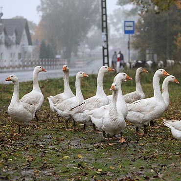 Powraca kulinarna tradycja 11 listopada Oglnopolskim Dniem Gsi Owsianej