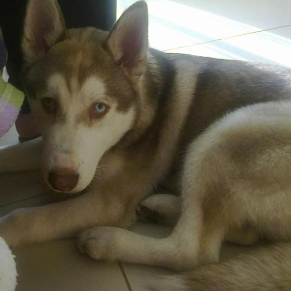Znaleziono pieska rasy Husky! Szukamy właściciela
