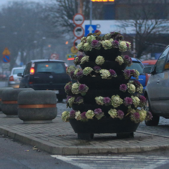 Kapusta rzdzi?