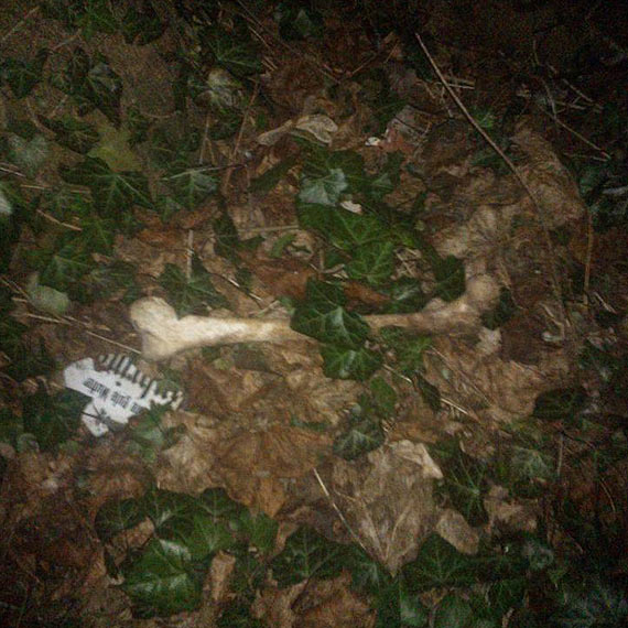Pytamy o koci w Parku Chopina