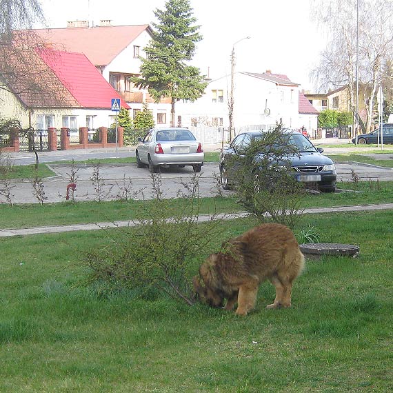 Pies sam si wyprowadzi na spacer? To moe Ci kosztowa 