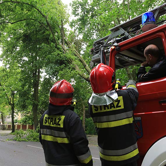 Silny wiatr powali drzewo przy ulicy Matejki. Zawiso na innym drzewie i latarni ulicznej