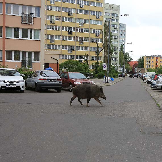Dzik grasowa w centrum miasta