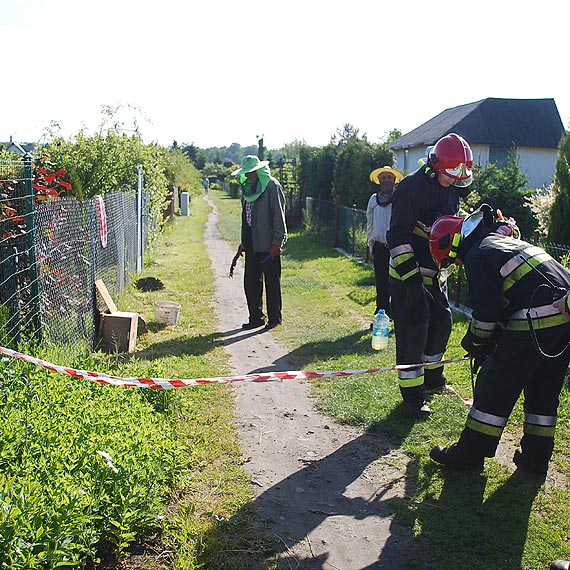  Rj pszcz zagniedzi si przy ogrodzeniu. Interweniowali straacy