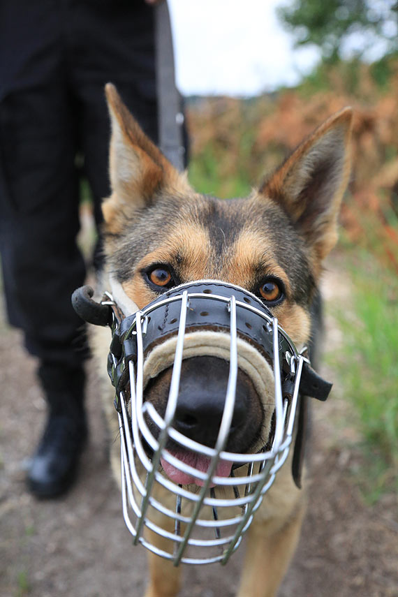 Nowy nabytek świnoujskiej policji. Suczka Shila już od sierpnia będzie tropić przestępców