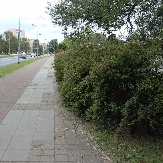 Czytelnik: Konieczna przycinka krzeww