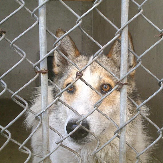 Znaleziono psa rasy husky