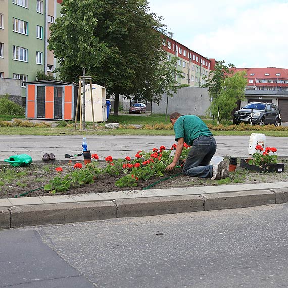 Sadz kwiaty przy ulicy Grunwaldzkiej. Miasto piknieje