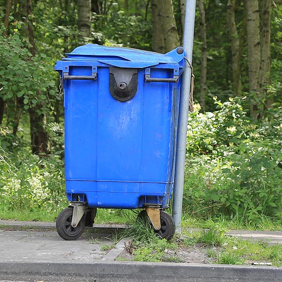 mietnik przywizany sznurkiem przed dzikami