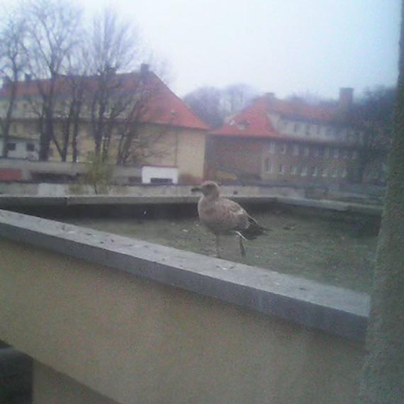 Stranicy miejscy pomogli mewie!