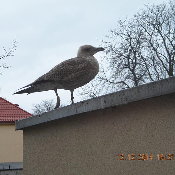 Czytelniczka kontra komendant. Kto ma rację?