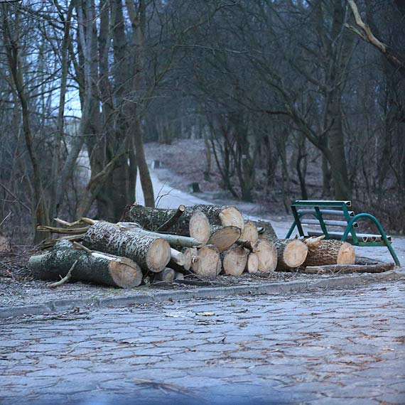 Wycili przechylone drzewo przy Uzdrowiskowej. Nikomu nie spadnie ju na gow