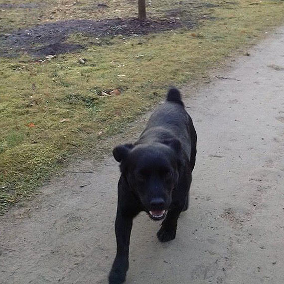 Trixie si zgubi. Poszukujemy waciciela