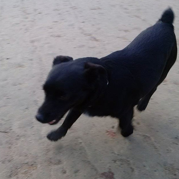 Trixie si zgubi. Poszukujemy waciciela