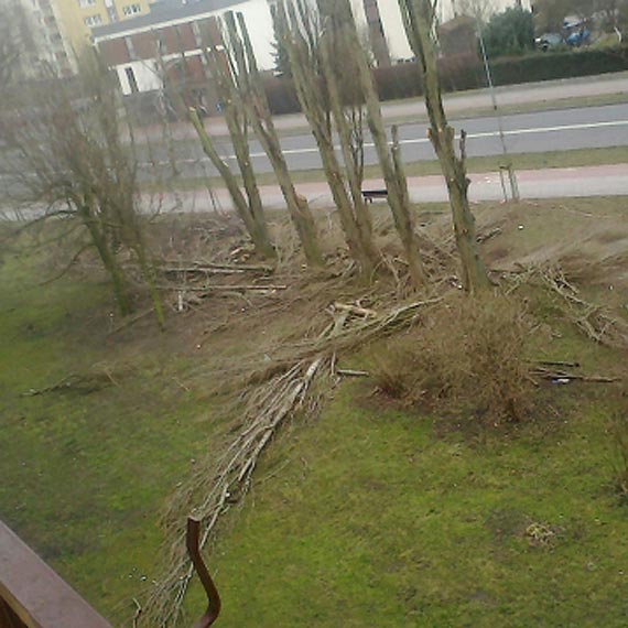 Wycinka po polsku?