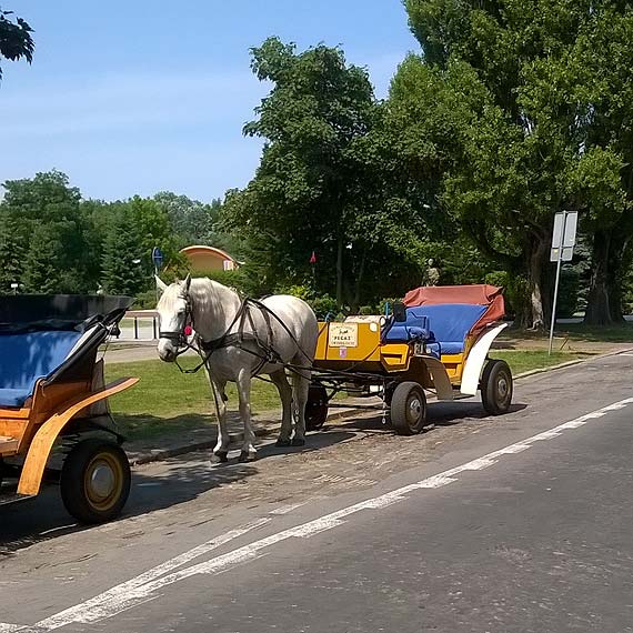 Czytelnik: Szkoda zwierzt