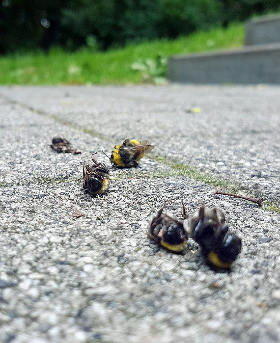 Czytelniczka: Zabijajc komary, wybili te trzmiele i pszczoy? Kto za to odpowie?? 