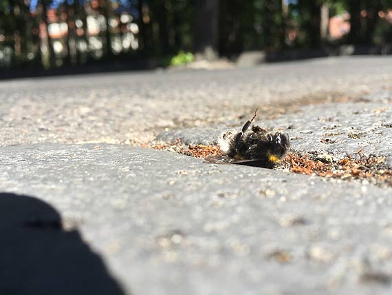 To ju wyglda na ekologiczn katastrof! 