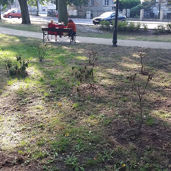 Uschnite krzewy, tablice a klej si od brudu.Co od 2 miesicy robi firma zajmujca si zieleni?