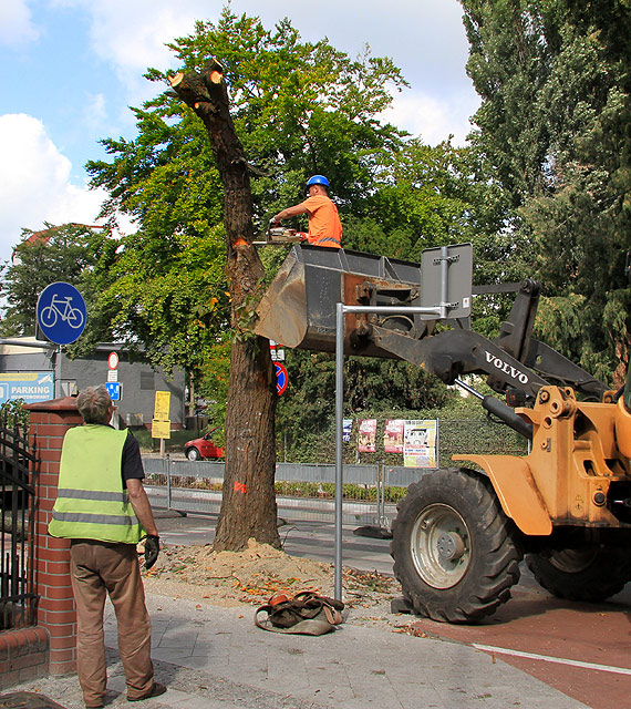 Przyroda znw przegraa walk z betonem... Drzewa przy ulicy Sowackiego zostay wycite. Zobacz film!