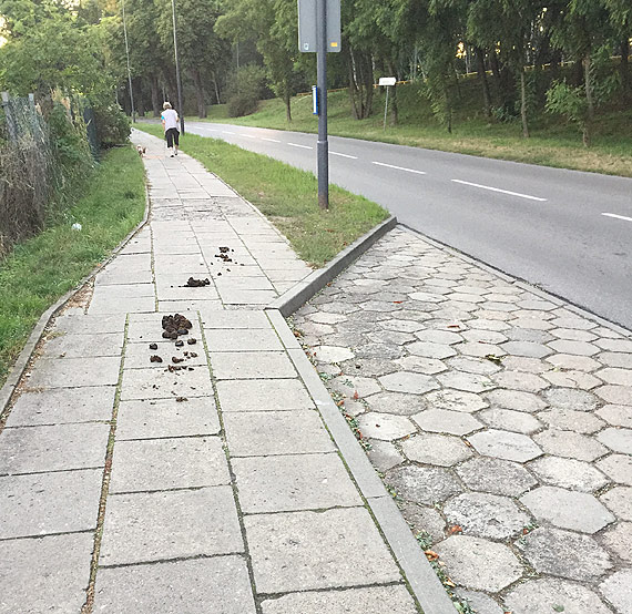 Czytelniczka: Warszw tonie w ajnie! Kupy znalazy si nawet na podjazdach do posesji...