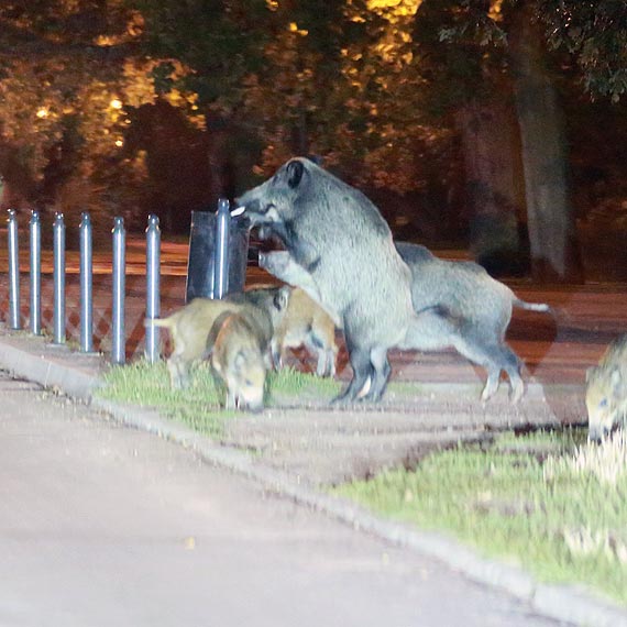 Dzikie obyczaje w Parku Zdrojowym