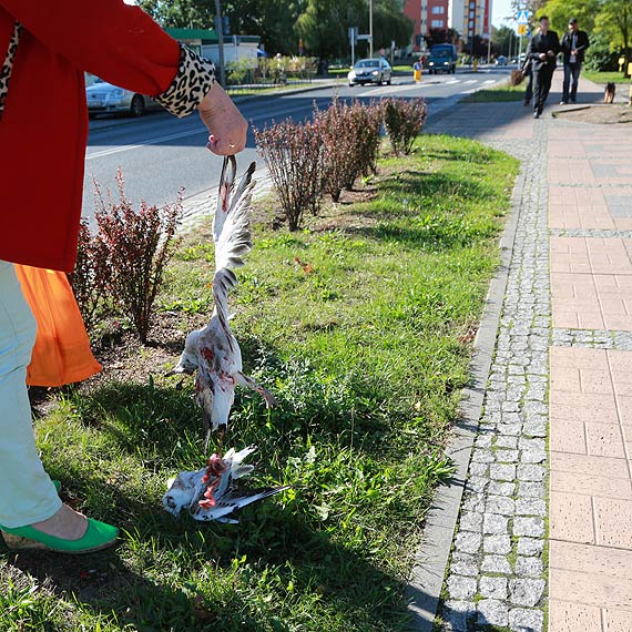 Kierowca autobusu staranowa stado mew! wiadkowie: Nawet nie zahamowa 