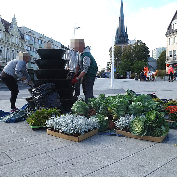 Kapusta znw zdobi Plac Wolnoci!