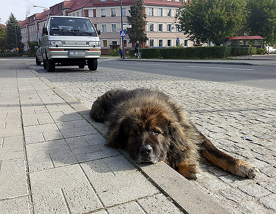 Czytelnik: Duy pies ley na ulicy Poznaskiej... Czy waciciel zajmie si nim?