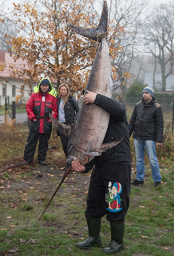 Pan Sylwester zowi ryb-potwora! Miecznik way ponad 61 kilogramw i ma 2 metry dugoci! Zobacz film!