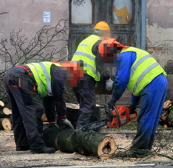 Czytelnik: Eksterminacja drzew trwa... Nie chc y w betonie!