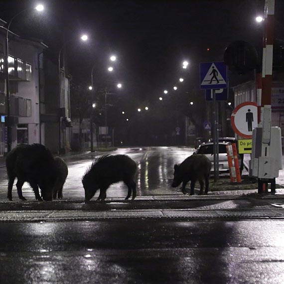 Dziki na ulicach Warszowa - ronie zagroenie dla pieszych i kierowcw. Zobacz film!