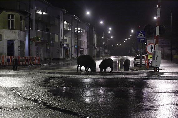 Dziki na ulicach Warszowa - ronie zagroenie dla pieszych i kierowcw. Zobacz film!