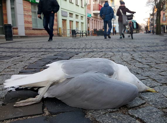 Pani Ewelina: Widziaam jak mewa kona... Nie mia kto jej pomc