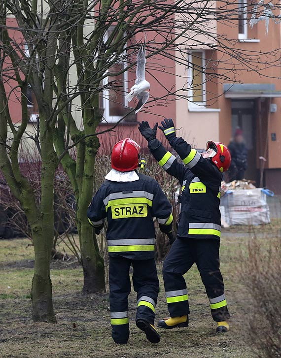 Mewa wisiaa na drzewie niczym bombka na choince! Zwierze uratowali straacy!